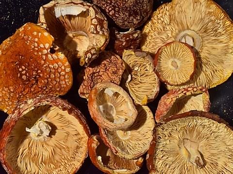 Amanita Muscaria - Image 2