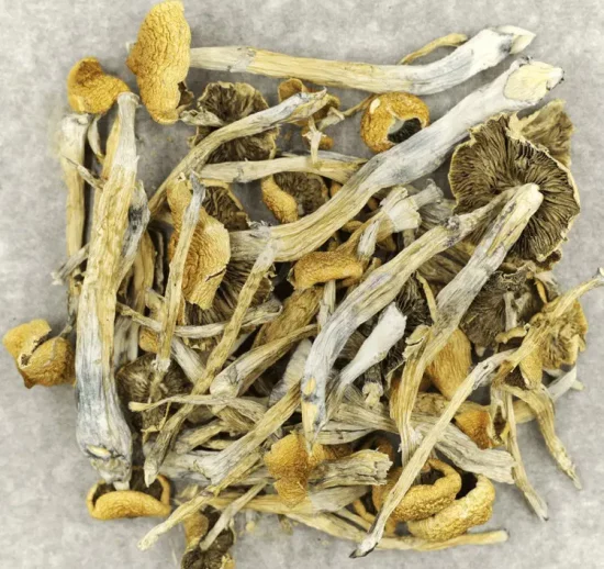 buy golden teachers mushrooms Australia New South Wales Queensland Victoria South Australia Tasmania Melbourne Sydney Brisbane Adelaide Perth Canberra