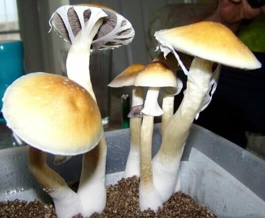 Golden Teachers - Image 2