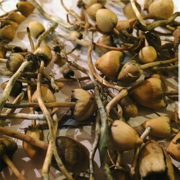 Buy magic mushrooms Darwin,golden teacher mushrooms for sale Australia,lIberty caps for sale Perth,penis envy mushrooms spores for sale AU Buy magic mushrooms online Hobart,golden teacher for sale Australia,Buy penis envy online Hobart,where to buy liberty caps New south wales Buy magic mushrooms Adelaide,Psilocybe azurescens for sale Australia,buy wavy caps online Perth,buy golden teacher Melbourne,buy penis envy Au Buy Magic Mushrooms South Australia,Buy golden teacher online Adelaide,where to buy liberty caps Gawler,penis envy magic for sale Whyalla Buy Magic Mushrooms Victoria,golden teacher mushrooms for sale Melbourne,buy liberty caps online Geelong,order penis envy Ballarat.,Bendigo Buy Magic mushrooms NSW,buy liberty caps online Sydney,buy golden teacher spores Newcastle,order penis envy mushrooms Central Coast,wavy caps buy Liberty_Caps mushrooms Australia New South Wales Queensland Western Australia Victoria South Australia Tasmania Melbourne Sydney Brisbane Adelaide.