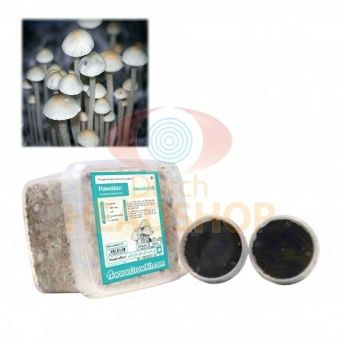 Magic Mushroom Growkit Hawaiian (Blue Meanies Grow Kit) 1200 cc