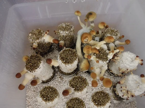 Buy mushroom growing kit Perth,Where to buy mushrooms grow kits Australia,mushrooms grow kits for sale Perth,Buy mushrooms online Perth Buy Mushroom growing Kit Tasmania.Magic mushrooms kits for sale Australia,where to buy Mushroom grow kit Online Hobart,Buy mushroom TasmaniaBuy mushroom growing kit Victoria,mushroom growing kit for sale Melbourne,where to buy mushroom grow kit near me Ballarat,buy shrooms Geelong Magic mushroom growing kits for sale NSW,Buy Magic mushroom growing kits Australia,Order mushrooms grow kits Sydney,buy mushrooms Sydney Buy mushroom grow kits Australia, Mushroom growing kits and incubator for sale, Buy grow kits online Sydney, Victoria, Adelaide, Queensland