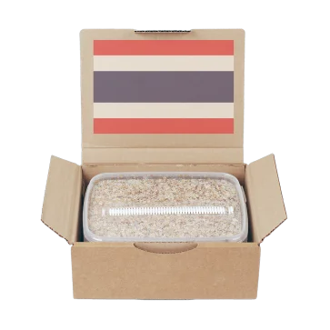 Buy mushroom growing kit Darwin,where to buy magic mushrooms grow kits Australia ,Buy Mushrooms onlineDarwin,Buy mushrooms grow kit DarwinBuy mushroom growing kit Canberra ,Where to buy magic mushrooms grow kits Australia,Mushooms growing kits for sale Canbarra,buy shrooms AU Buy mushroom growing kit Brisbane Mushroom growing Kit for sale Western Australia,Buy magic mushrooms kits Perth,buy Mushrooms grow kits Australia, buy shrooms Mandurah Mushroom Growing Kits for sale Australia,Buy magic mushrooms grow kits NSW,Buy mushroom online Queensland,order Mushrooms grow kits Perth buy mondo magic mushroom grow kits, Best mushroom grow kits for sale online in Australia, Germany, UK, Melbourne, Sydney, Perth, Victoria